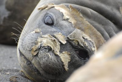 морская слониха линяет